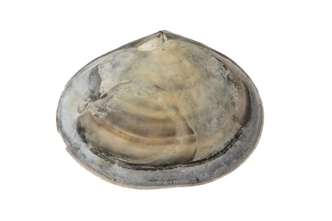 Peppery furrow shell