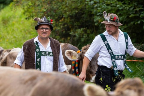 Alpine herdsmen leading Alpine cattle