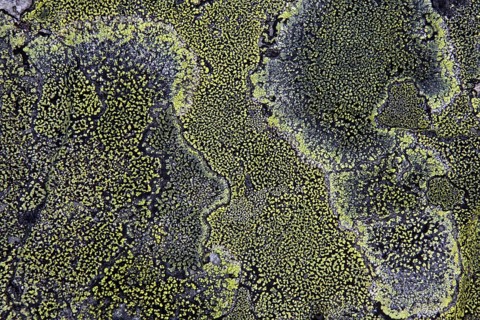 Map Lichen