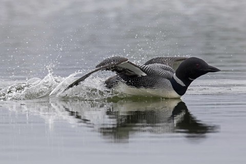 Common loon