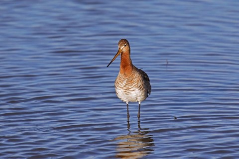 Black-tailed godwit