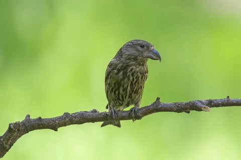Red crossbill