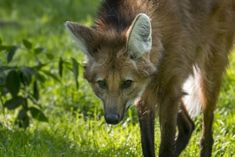 Maned wolf