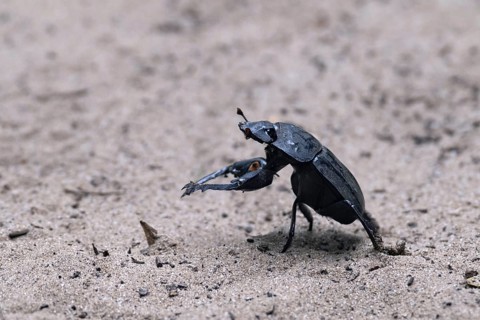 Flattened giant dung beetle