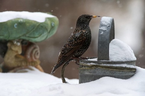 Common Starling