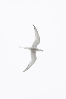 Arctic tern