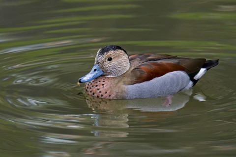 Ringed teal