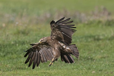 Lesser spotted eagle