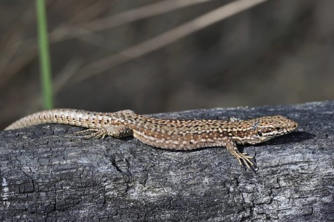 Common wall lizard