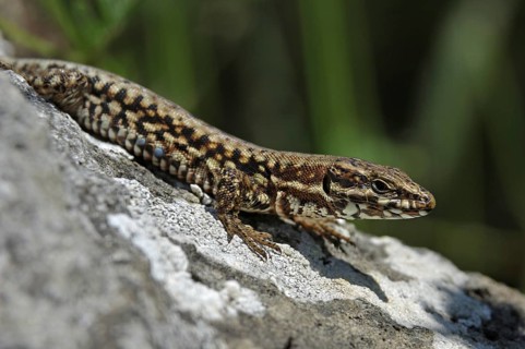 Common wall lizard