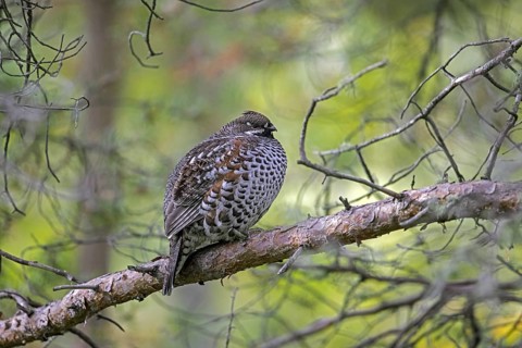 Hazel grouse