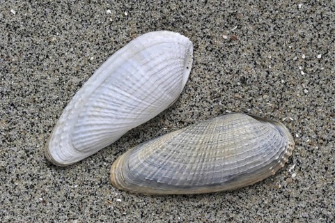 White piddock
