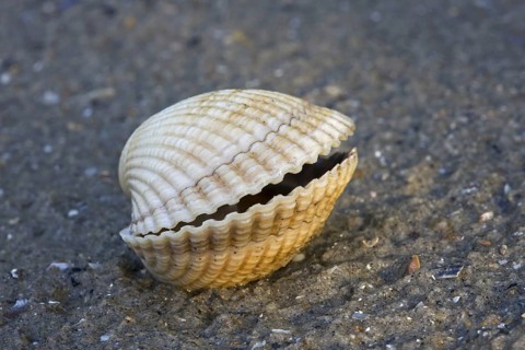 Common