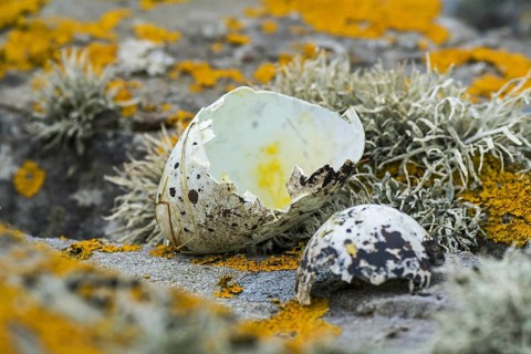 Predated egg shells of razorbill