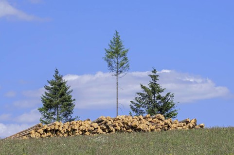 Deforestation showing huge wood pile of tree trunks in coniferous clearcut forest with a few remaining pine trees