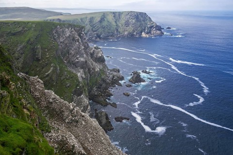 Spectacular coastline with Northern gannet