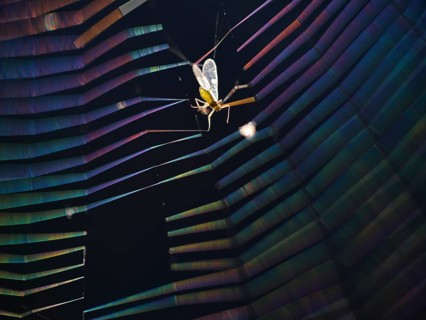 Insect caught in coloured spider's web in backlight