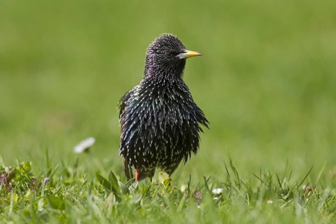 Common starling