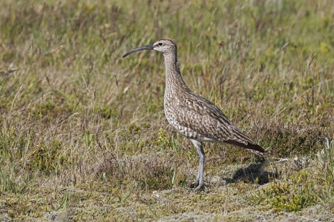 Eurasian whimbrel