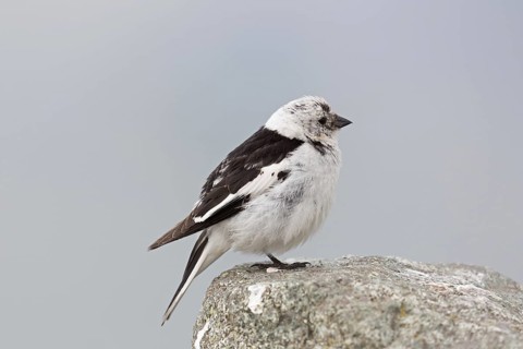 Snow bunting