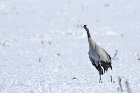 Crane