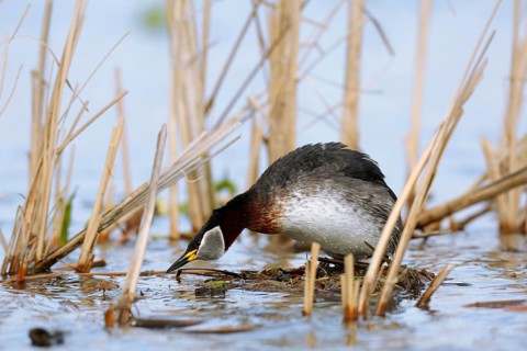 Red-necked Grebe