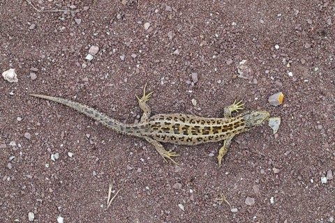 Sand lizard