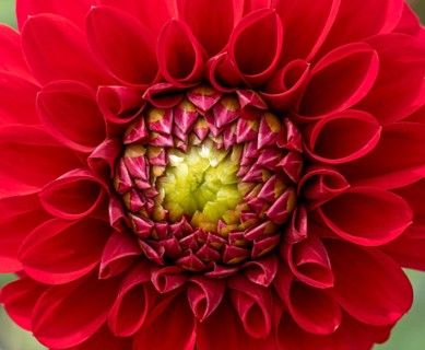 Garden dahlia