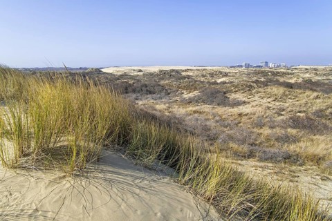 Marram grass