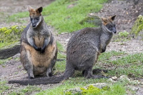 Two swamp wallabies