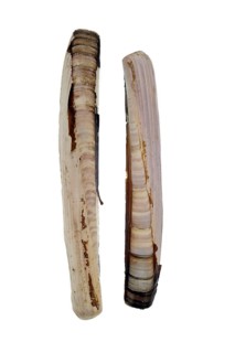 Razor shell