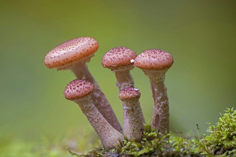 Honey fungus
