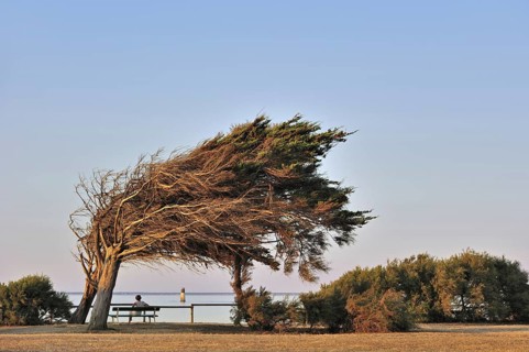 Windswept trees bent by coastal northern winds on the island Ile d'Oleron