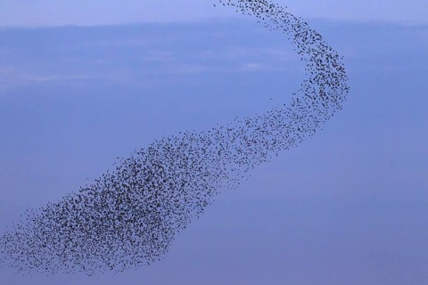 European starling