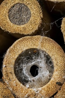 Hollow stem at insect hotel for solitary bees occupied by spider