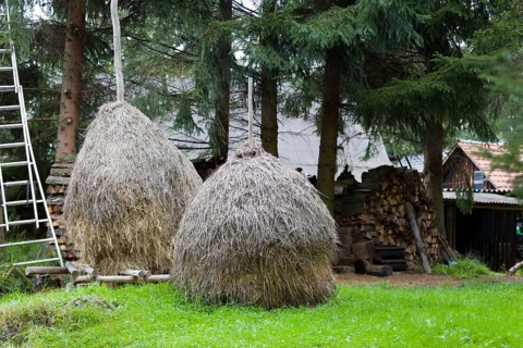Haystack in a meadow in the Spreewald