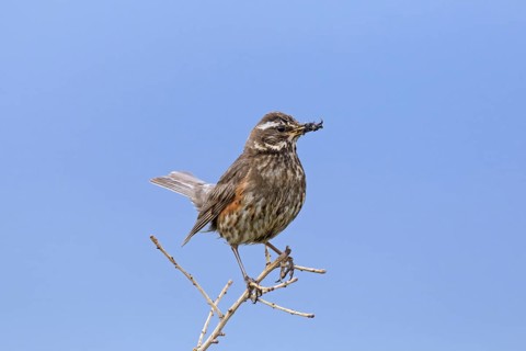 Redwing