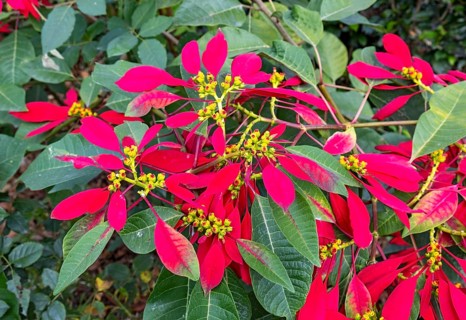 Christmas Star