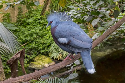 Western crowned pigeon