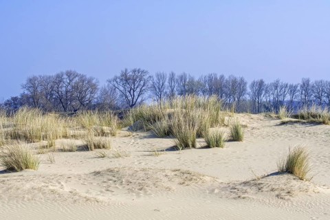 Marram grass