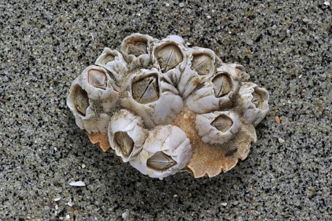 Acorn barnacles