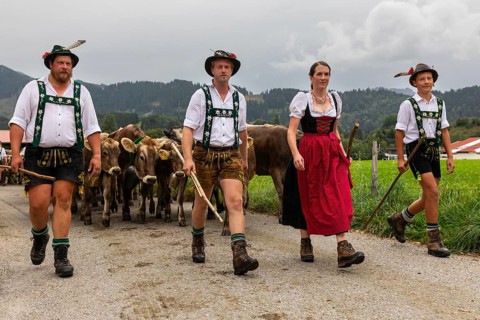 Group of shepherds leading cattle