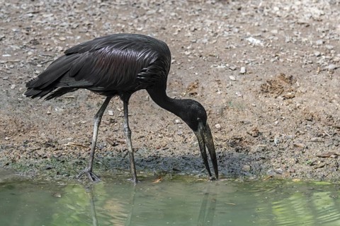 African openbill