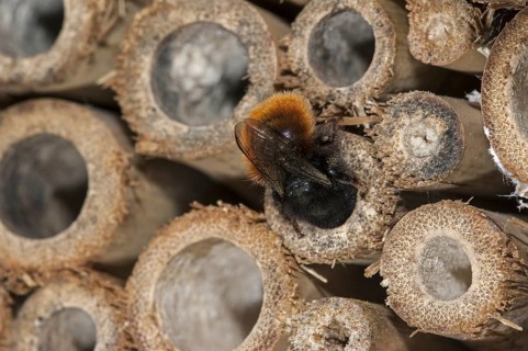 Mason bee