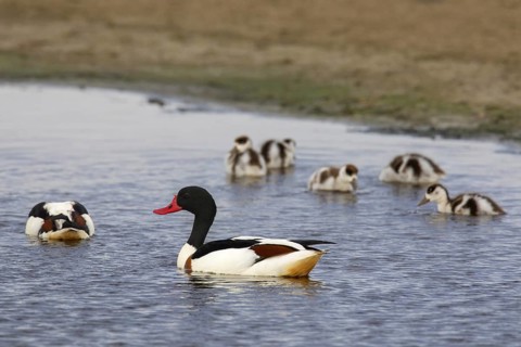 Common shelduck