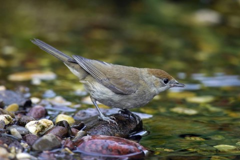 Eurasian blackcap