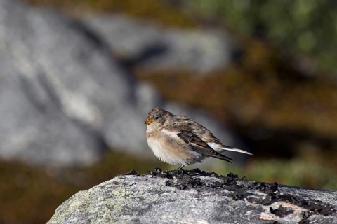 Snow bunting