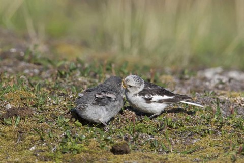 Snow bunting