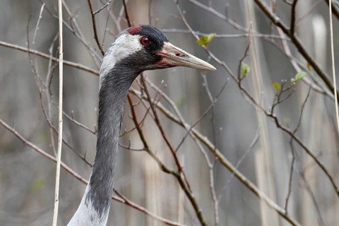 Crane