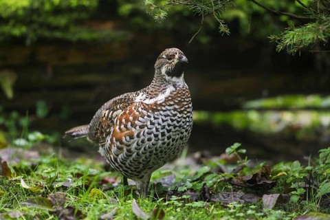 Hazel grouse